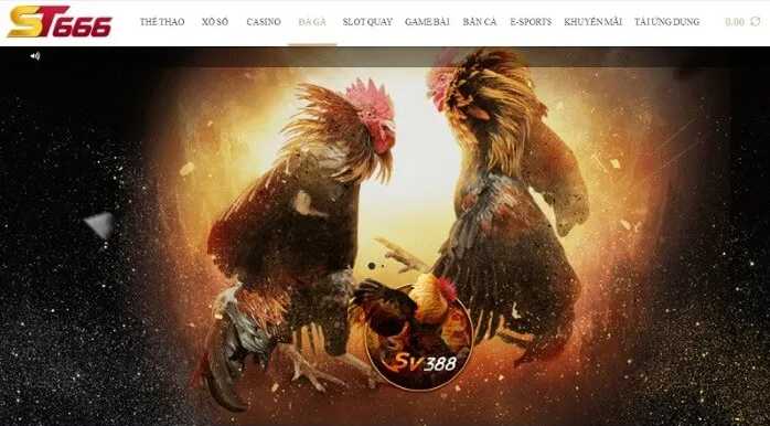 Cá cược đá gà tại St666 - Liên hệ ST666