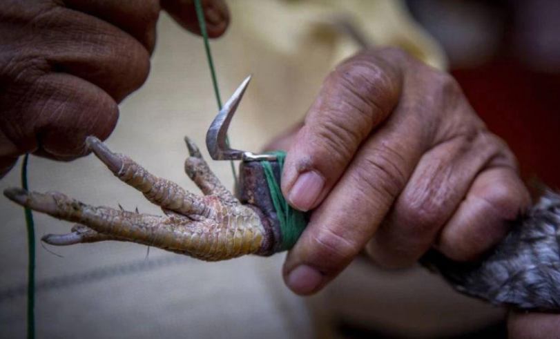 ST666 Đá gà cựa có tính sát thương rất cao bởi những chiếc cựa sắt cứng và sắc