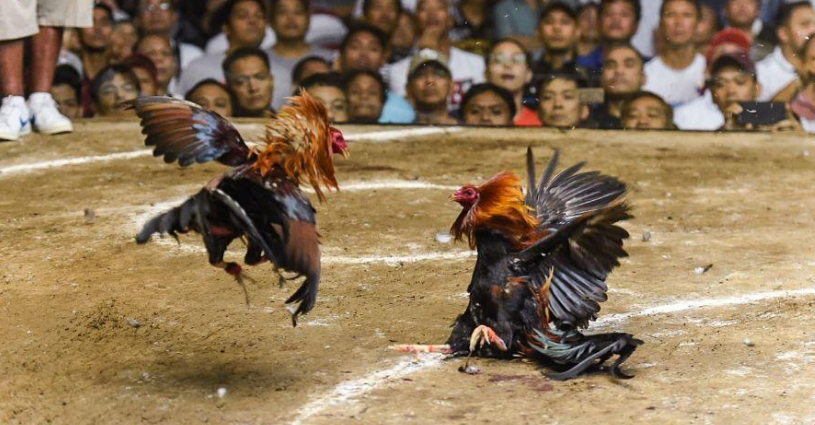 ST666 Chiến kê thi đấu theo hạng cân nặng tương đương nhau