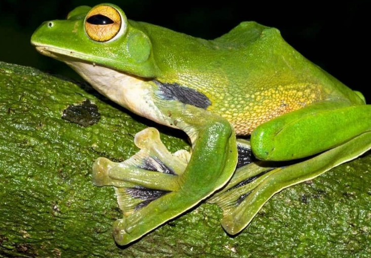 Chiêm bao thấy ếch nhái mang điềm báo tốt hay xấu