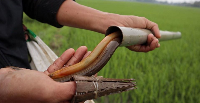 Nằm mơ thấy bắt lươn đánh con gì để gặp may