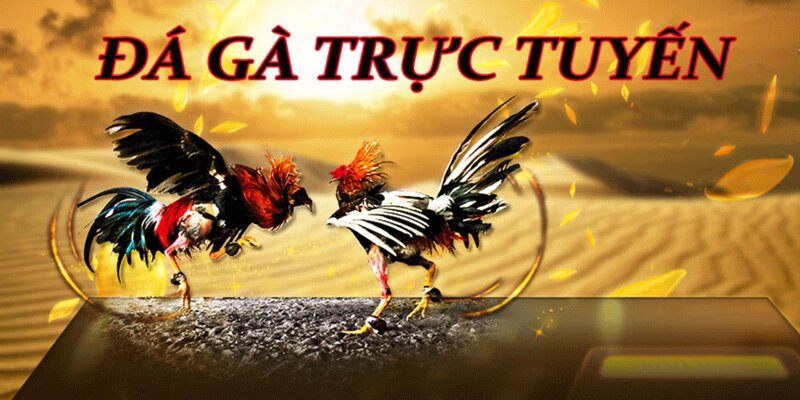 Những lưu ý khi tham gia Đá Gà 368 mà kê thủ cần ghi nhớ
