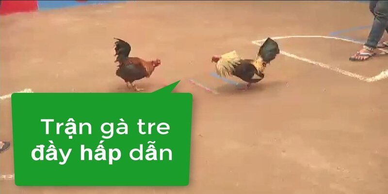 Đá gà tre Thomo cực kỳ cuốn hút