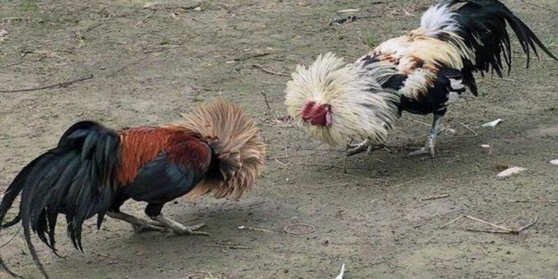 Các chiến kê cực kỳ hấp dẫn