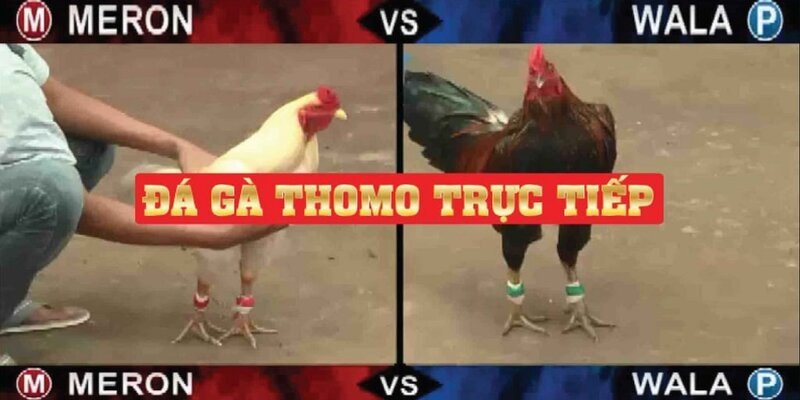 Đá gà Thomo tạo nên sự khác biệt