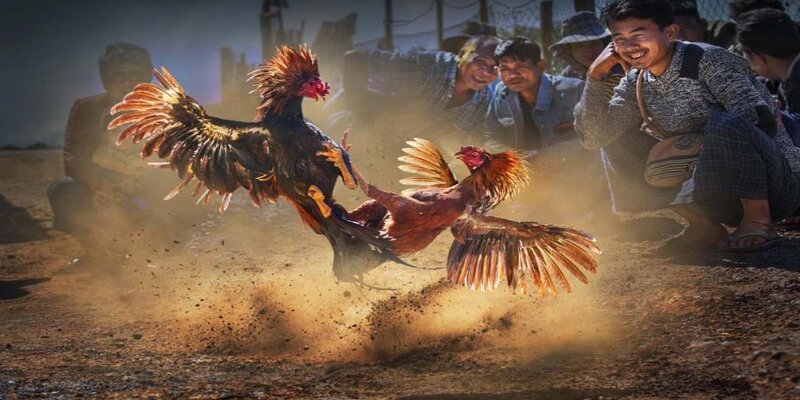 Ưu khuyết điểm mà người chơi cần biết tại Đá Gà C1